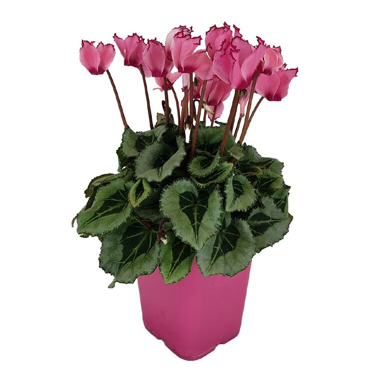 Cyclamen 10.5cm Pink Pot, , hi-res
