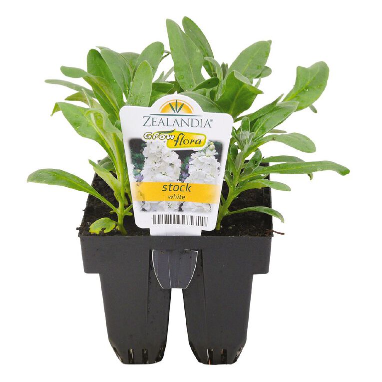 Growflora Stock White, , hi-res