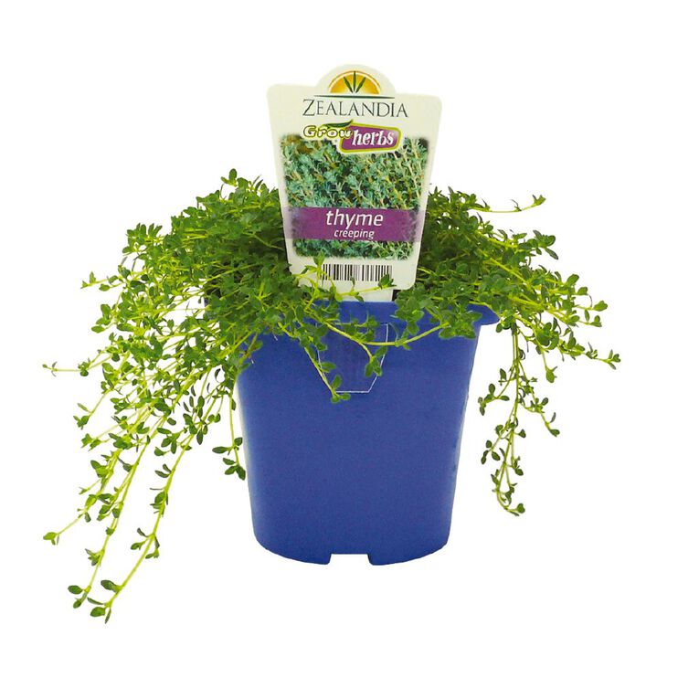 Growherbs Thyme Creeping, , hi-res