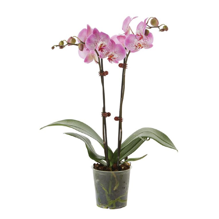 Phalaenopsis Orchid Promo Pot, , hi-res