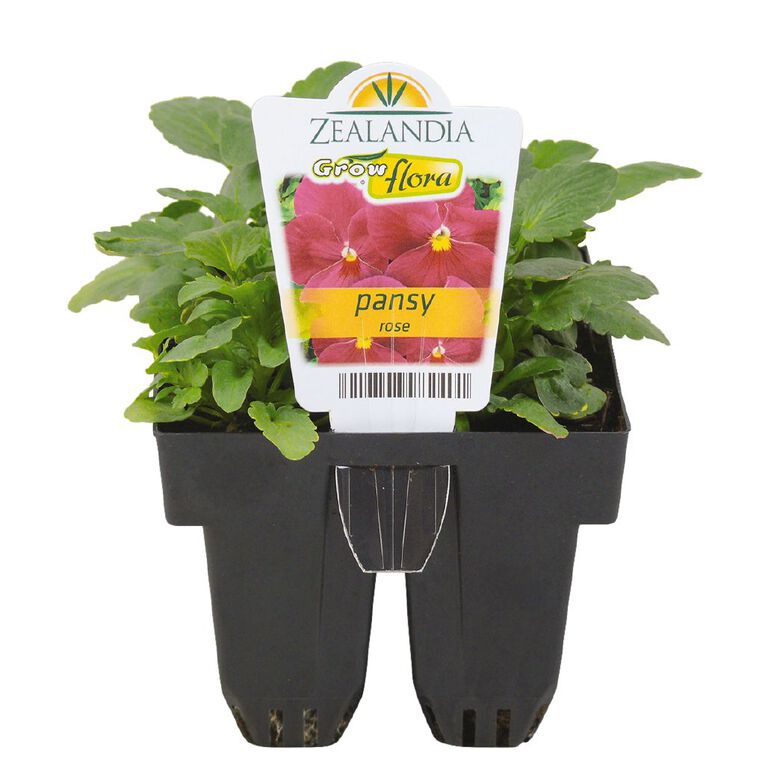 Growflora Pansy Rose, , hi-res