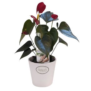 Anthurium in Ceramic Pot 9cm