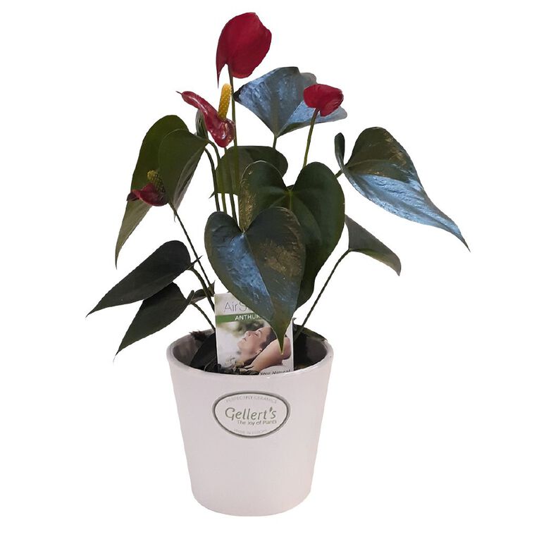 Anthurium in Ceramic Pot 9cm, , hi-res