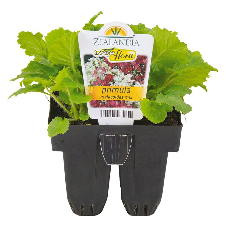 Growflora Primula Malacoides Mix, , hi-res