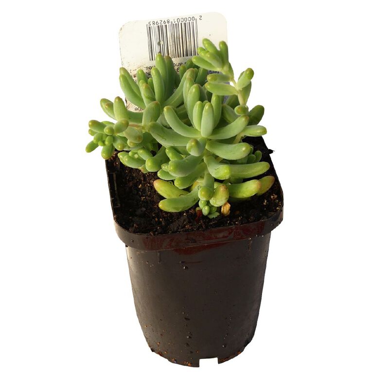 Succulents 9cm Pot, , hi-res