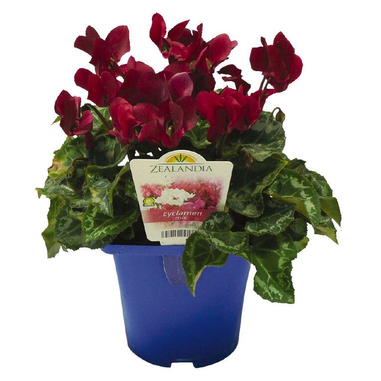 Elite Outdoor Cyclamen Mix 10cm Pot, , hi-res