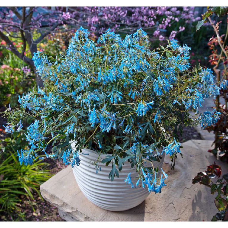 Corydalis Porcelain Blue 1.9L, , hi-res