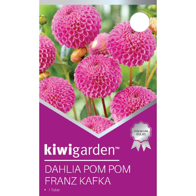 Kiwi Garden Dahlia Pom Pom Type 1 Pack, , hi-res