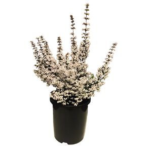 Erica Surprise 1.5L Pot Assorted