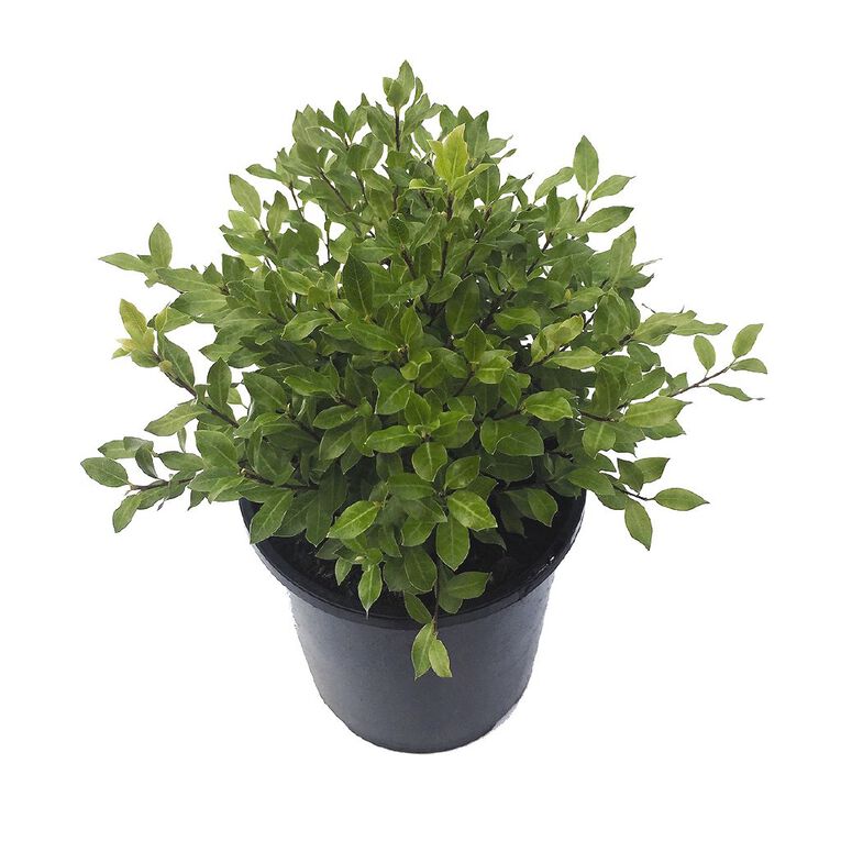 Pittosporum Little Burger Potted Plant - 2L, , hi-res