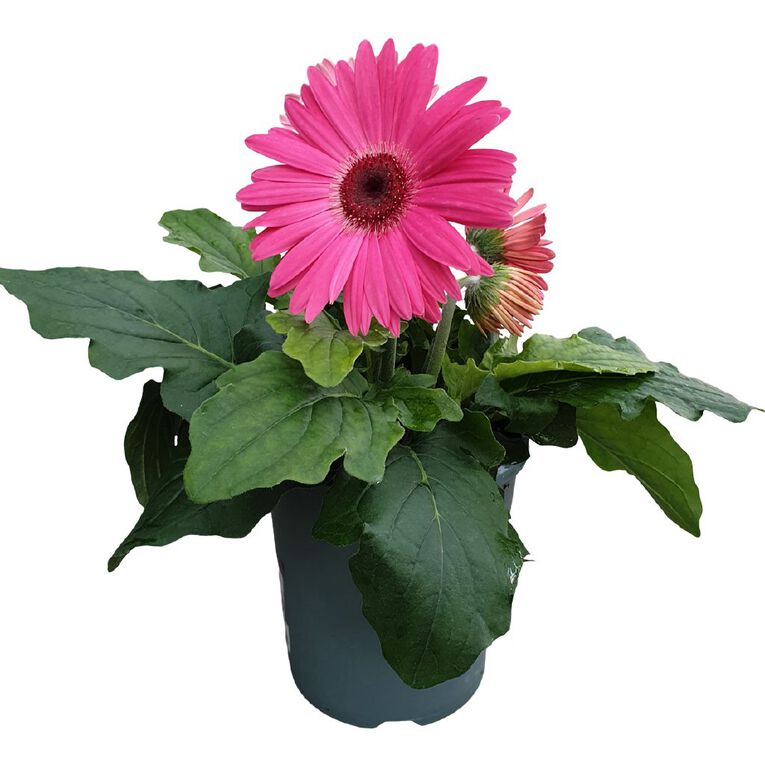 Premium Gerbera Mix Pink, , hi-res