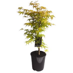 Japanese Maple 1.9L Pot