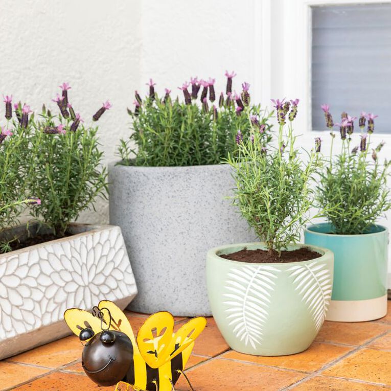 Lavender Major 1.9L Pot, , hi-res