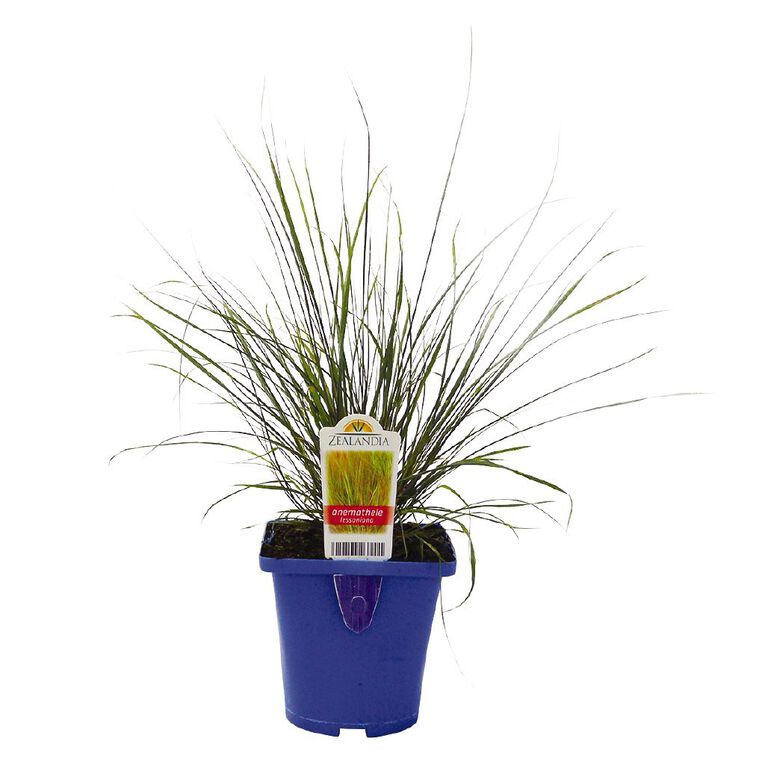 Landscape Grass Carex Comans Green 10cm Pot, , hi-res