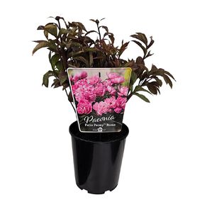 Potted Peony 4L Pot