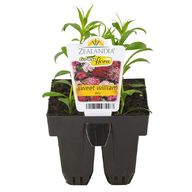 Growflora Sweet William, , hi-res