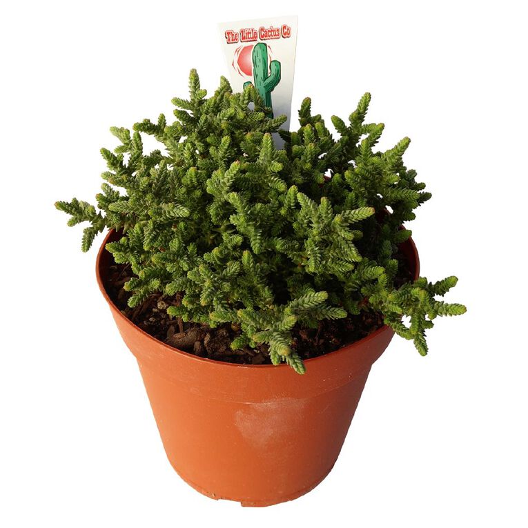 Succulents 12cm Pot, , hi-res