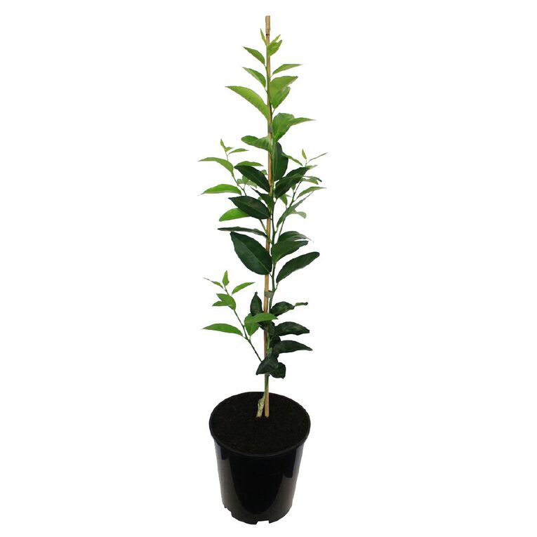 Citrus Mandarin Dwarf 4.7L, , hi-res