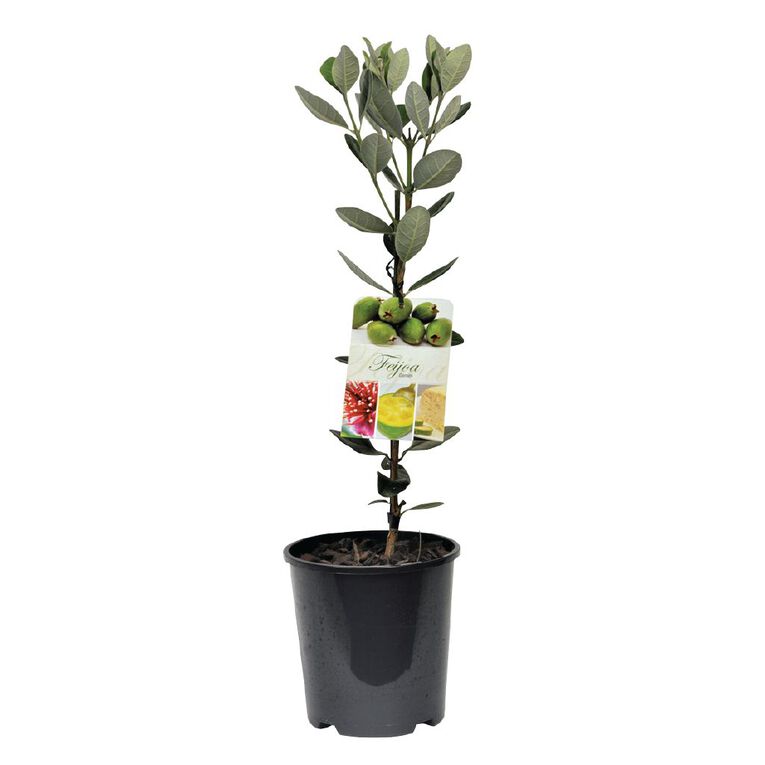 Feijoa Gemini 1.9L Pot, , hi-res