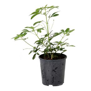 Choisya Mexican Orange Blossom Potted Plant - 2L