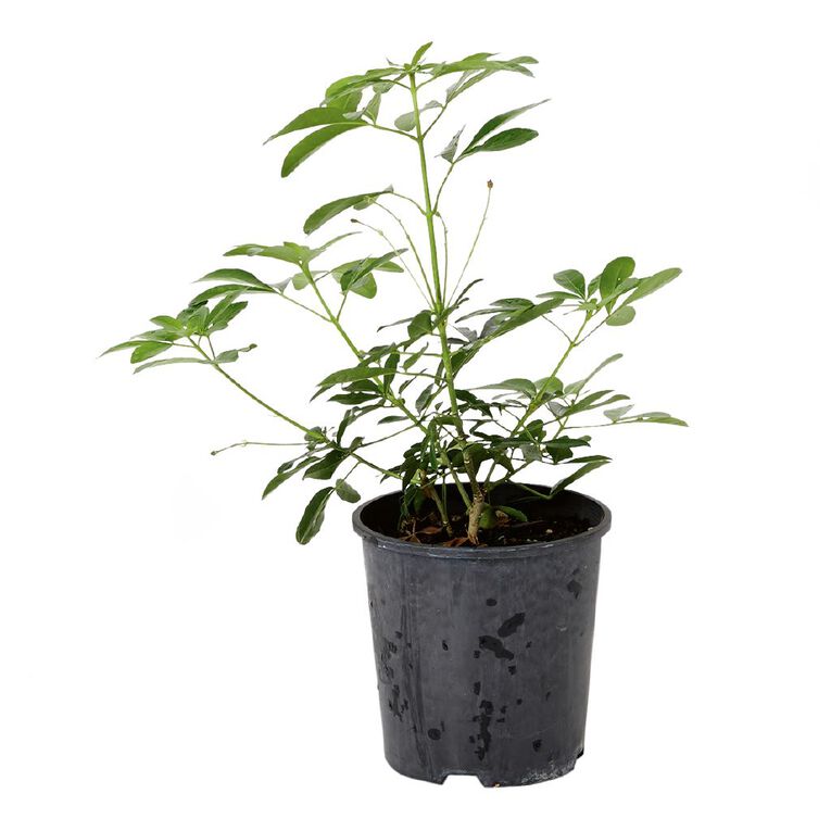 Choisya Mexican Orange Blossom Potted Plant - 2L, , hi-res