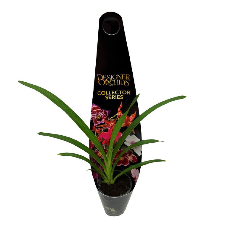 Cymbidium 6cm, , hi-res