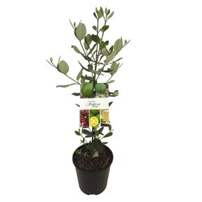 Feijoa Unique 1.9L