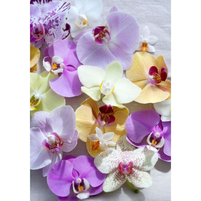 Mini Orchid Promo 9cm, , hi-res