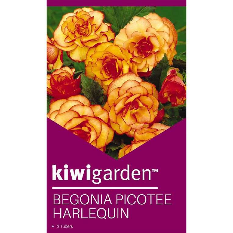 Kiwi Garden Begonia Tuber Frilled Single Variety 3 Pack, , hi-res