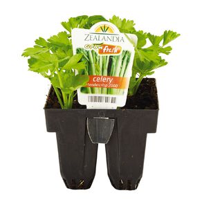 Growfresh Celery Tendercrisp 2000