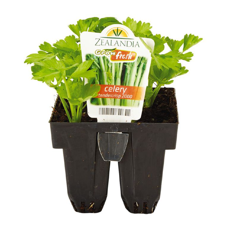 Growfresh Celery Tendercrisp 2000, , hi-res