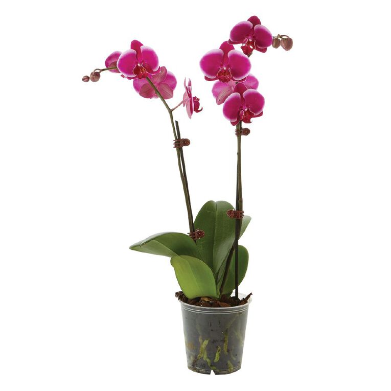 Phalaenopsis Orchid Promo Pot, , hi-res