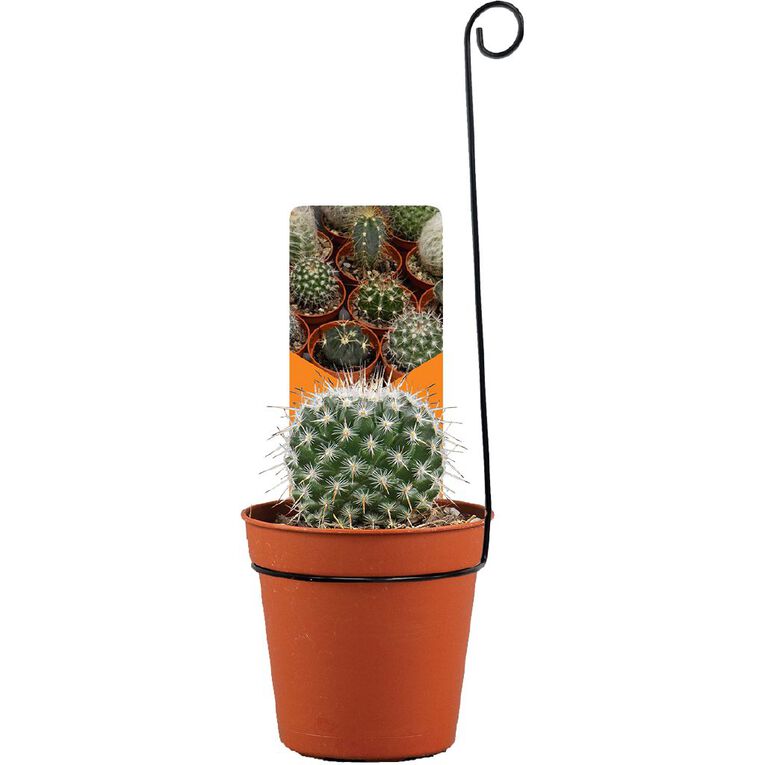 Cacti Assorted 5.5cm Pot, , hi-res