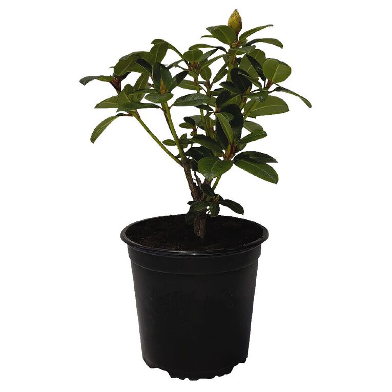 Rhododendron Potted Plant - 2.5L Assorted, , hi-res