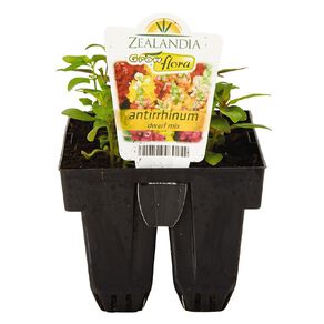 Growflora Antirrhinum Dwarf Mix