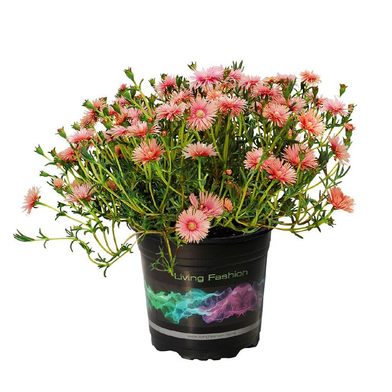 Lampranthus Coral Explosion 12CM, , hi-res