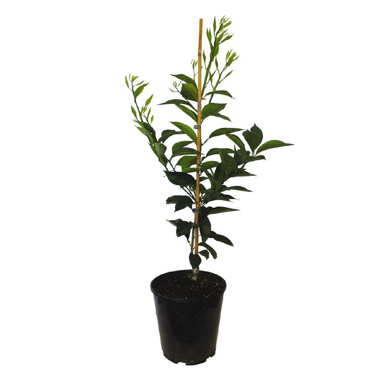 Citrus Orange 4.7L Pot, , hi-res
