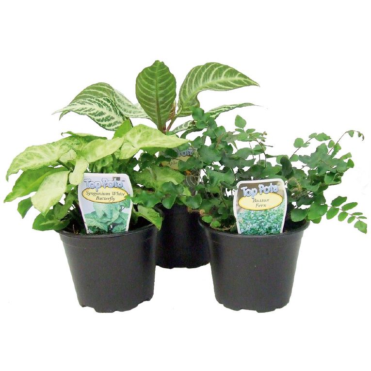 Indoor Top Pot Houseplant Pot - 10cm, , hi-res