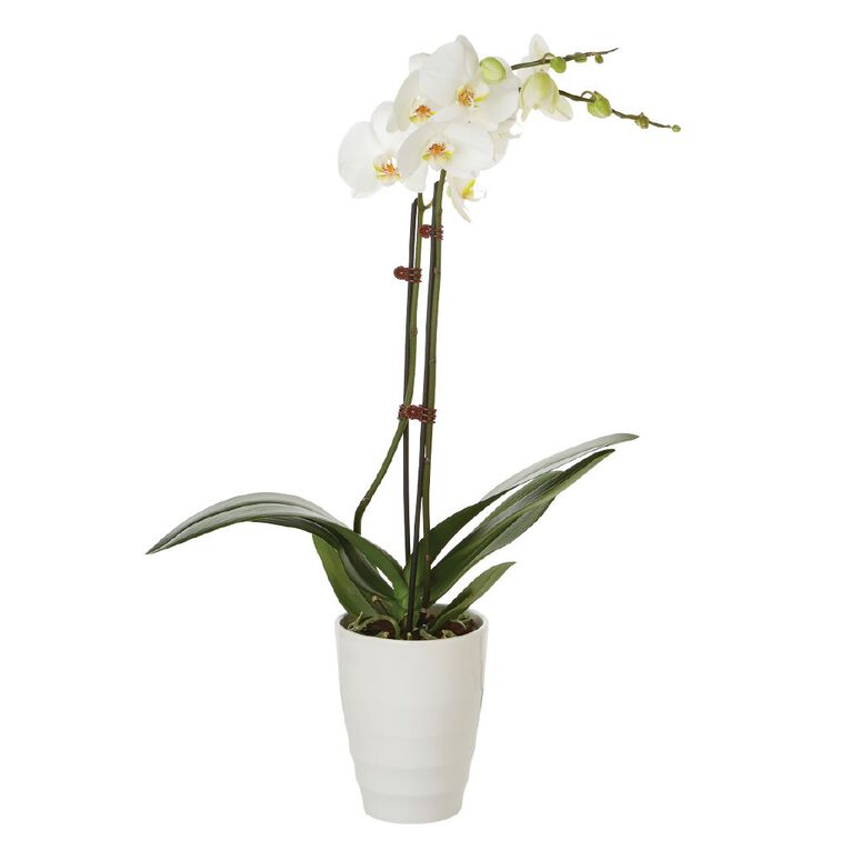 Phalaenopsis Orchid Ceramic 12cm Pot, , hi-res