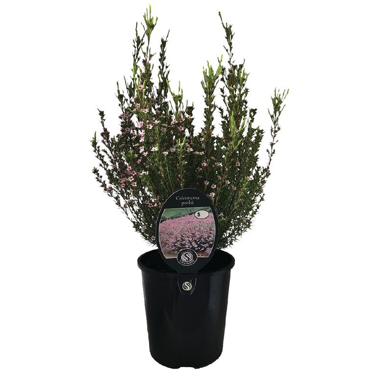 Coleonema Pinkie Potted Plant - 1.9L, , hi-res