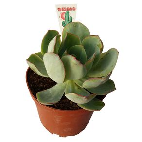 Succulents 12cm Pot SI