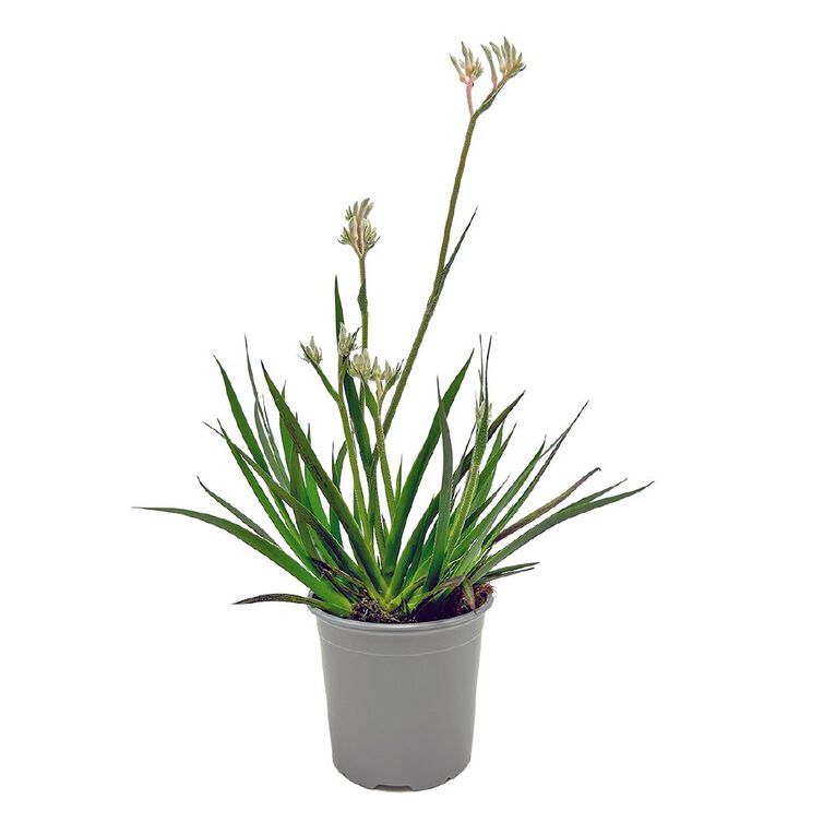 Anigozanthos 13cm, , hi-res