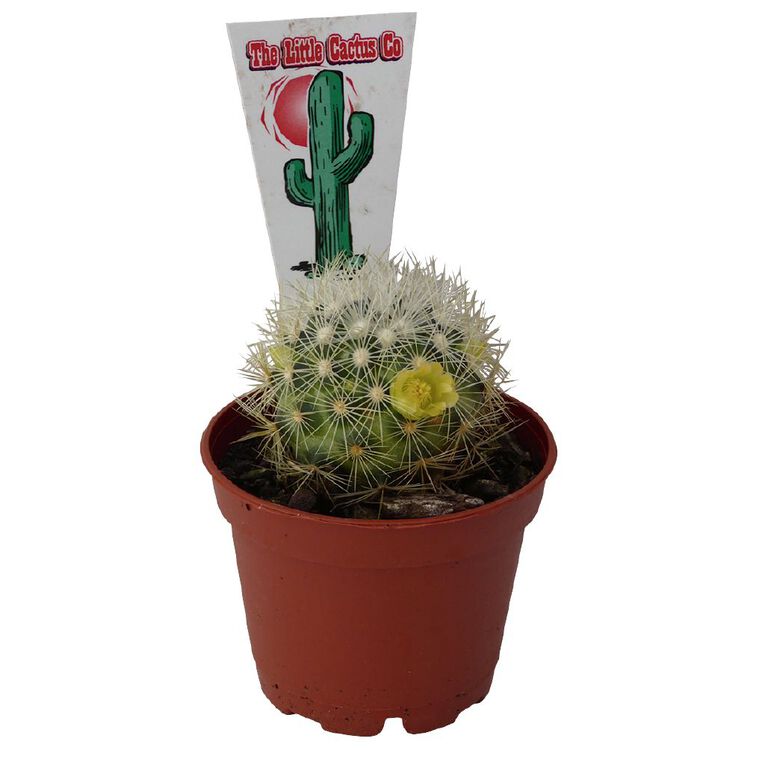 Succulents 12cm Pot, , hi-res