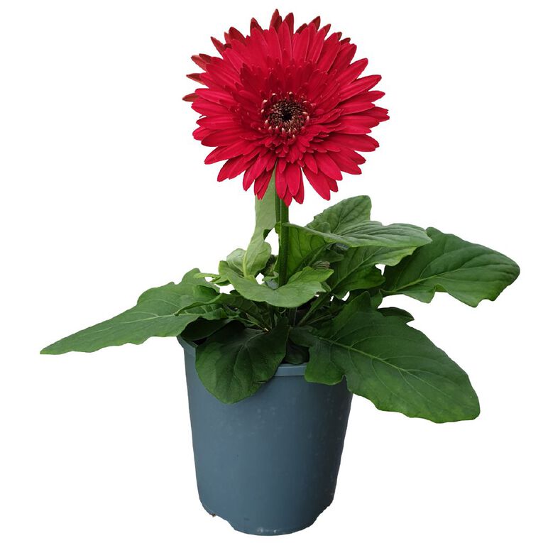 Premium Gerbera Red Mix, , hi-res