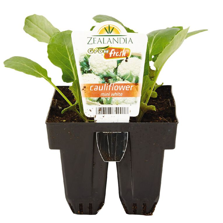 Growfresh Cauliflower Mini White, , hi-res