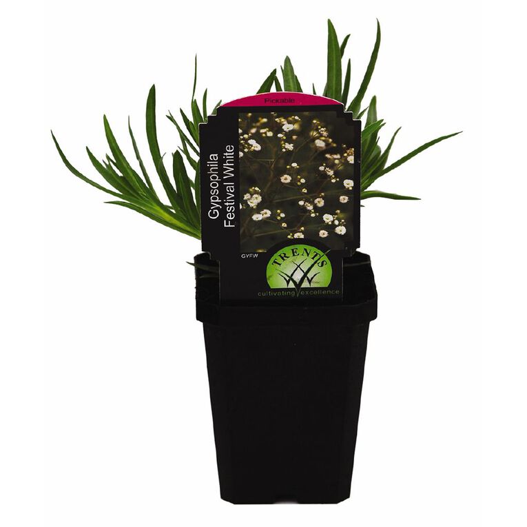 Gypsophila 9cm Pot, , hi-res