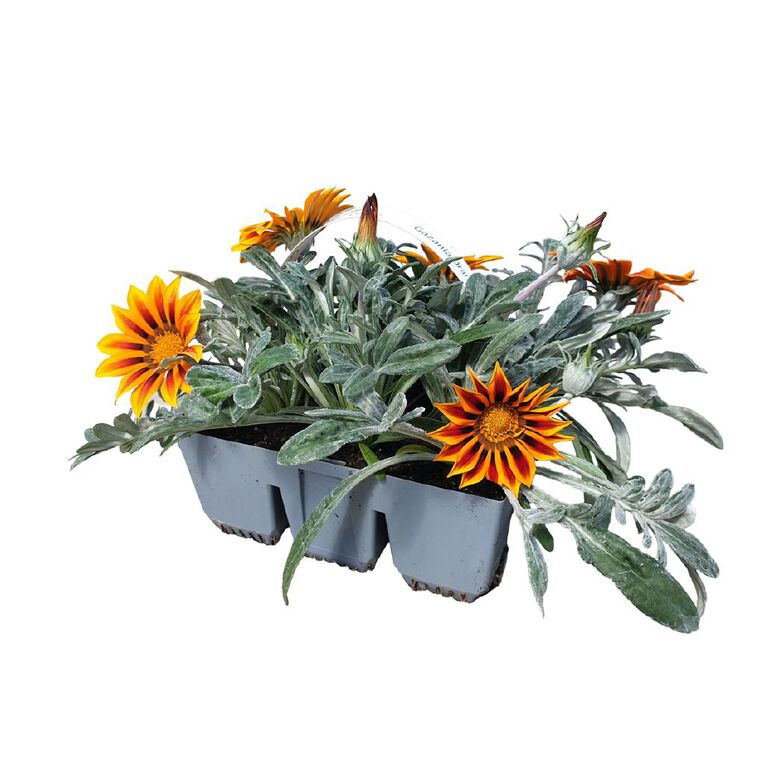 Super Six Flowering Gazania Orange Flame, , hi-res