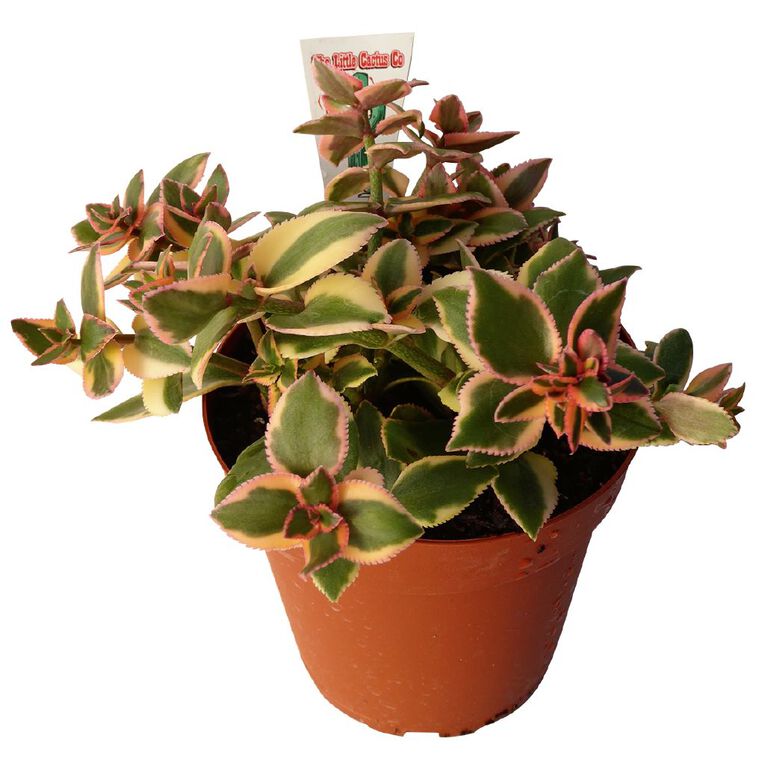 Succulents 12cm Pot, , hi-res