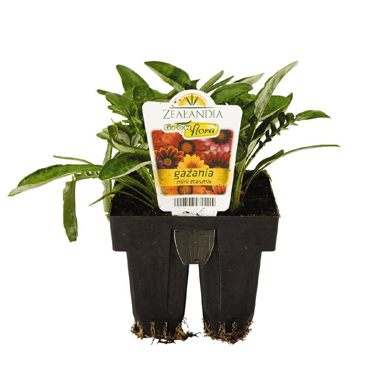 Growflora Gazania Mini Star Mix, , hi-res