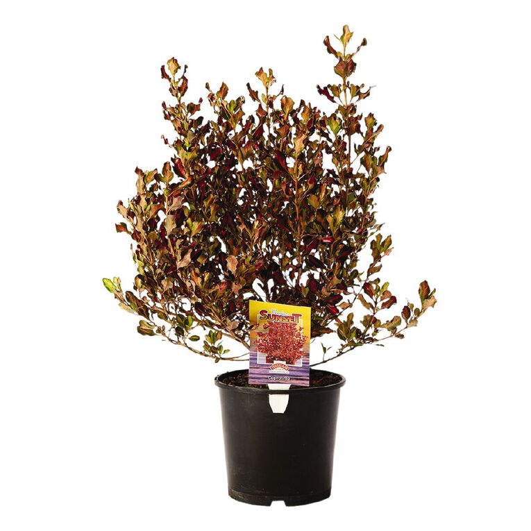 Coprosma Pacific Sunset Potted Plant 2.5L, , hi-res